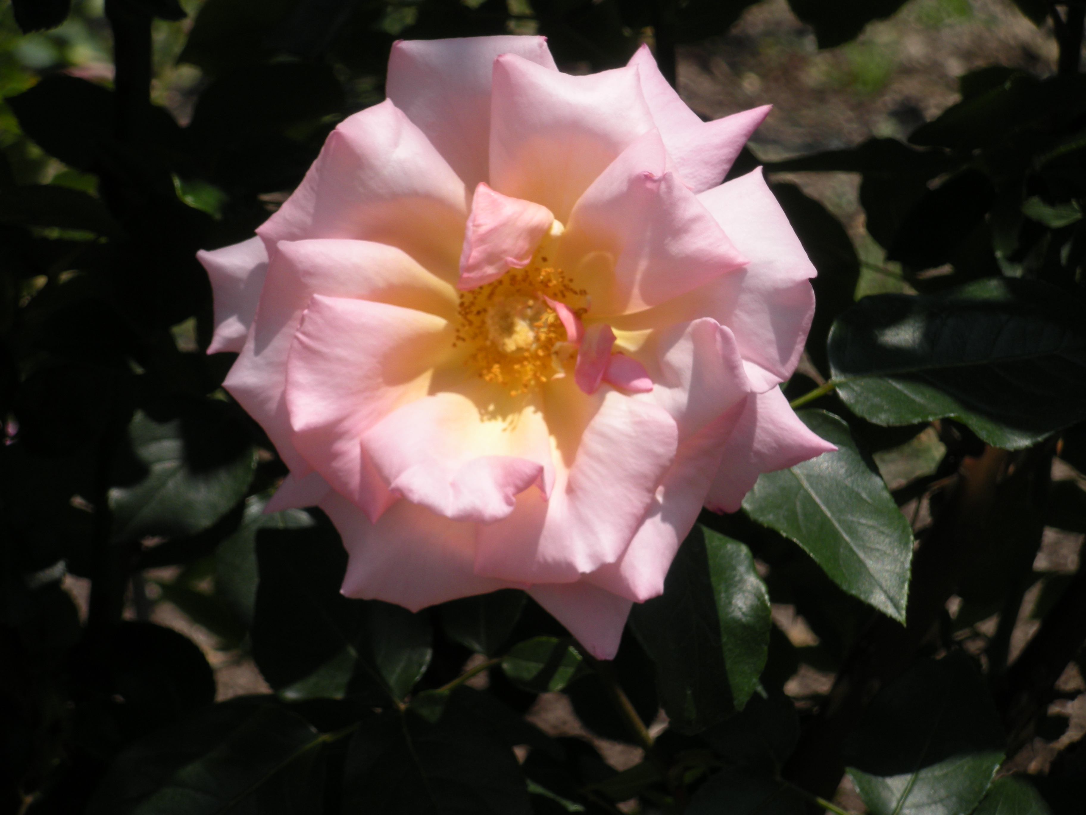 DSCN0274.JPG