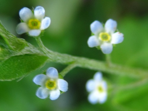 茎の先にサソリ型花序を伸ばし淡青紫色の花を咲かせるキュウリグサの花 4月のウォーキングコースの植物 しろうと自然科学者の自然観察日記 楽天ブログ