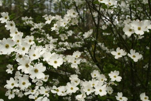 White-dogwood-tree-forest_-_West_Virginia_-_ForestWander.jpg