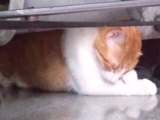 隙間で伸びる猫