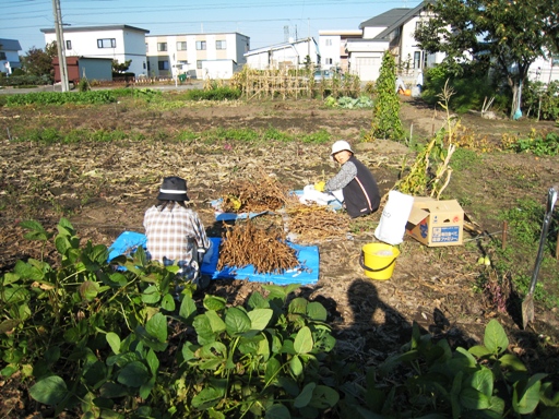 大豆の収穫　その５.JPG