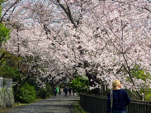 杵築・粟島公園 (70).JPG