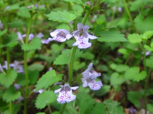 カキドオシの花 晩春 4月下旬 5月初め の高尾山での自然観察 その5 しろうと自然科学者の自然観察日記 楽天ブログ