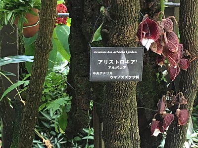 京都府立植物園ｱﾘｽﾄﾛｷｱ.jpg