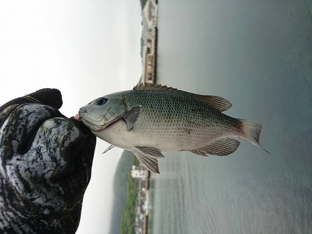 showPhoto (640×480)