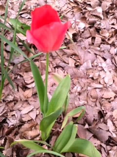 ぽつんと赤チューリップ2015