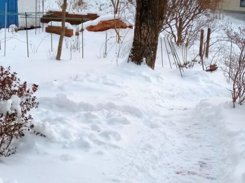 250131garden.jpg