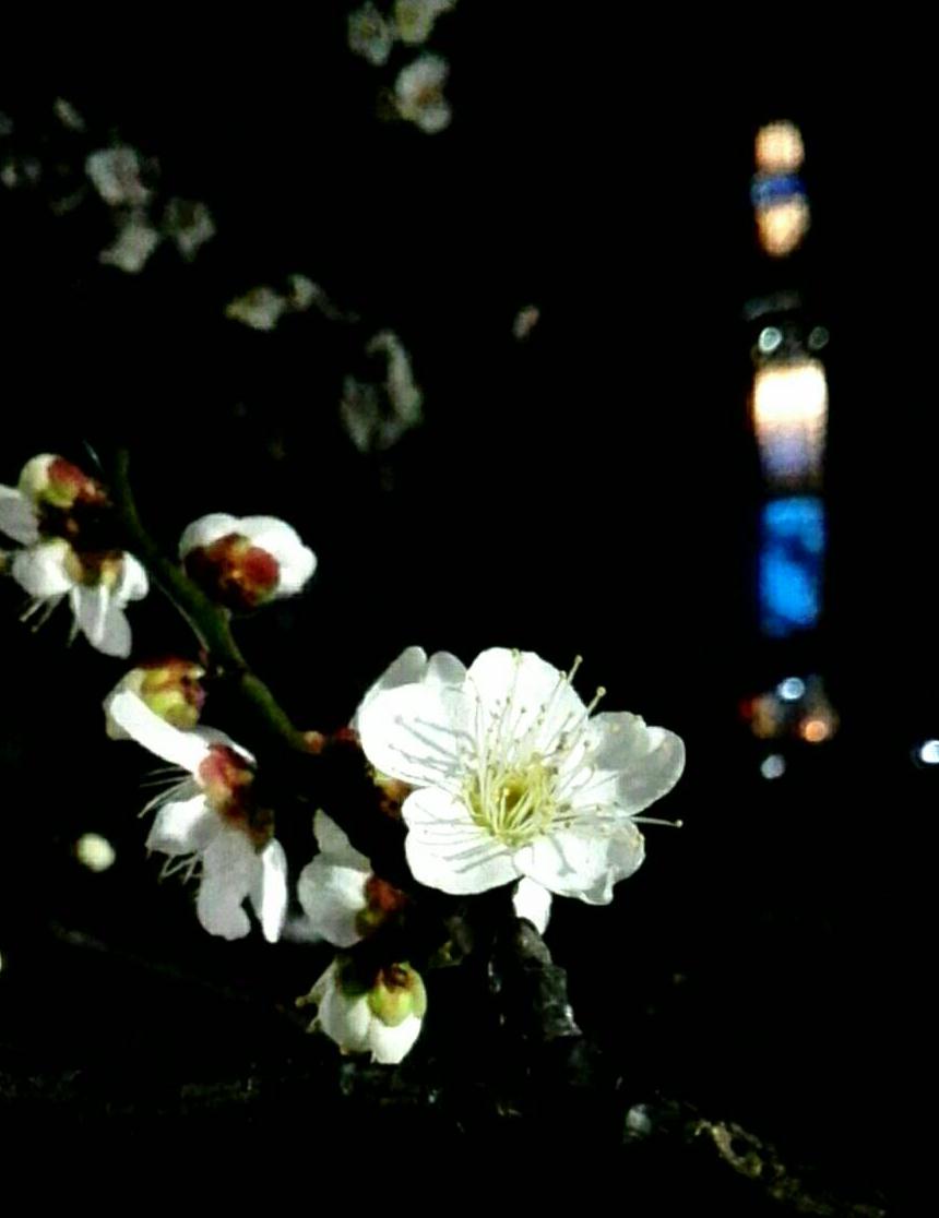 桜とスカイツリー.jpg