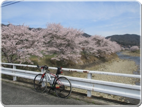 2703川土手の桜並木_2703.jpg