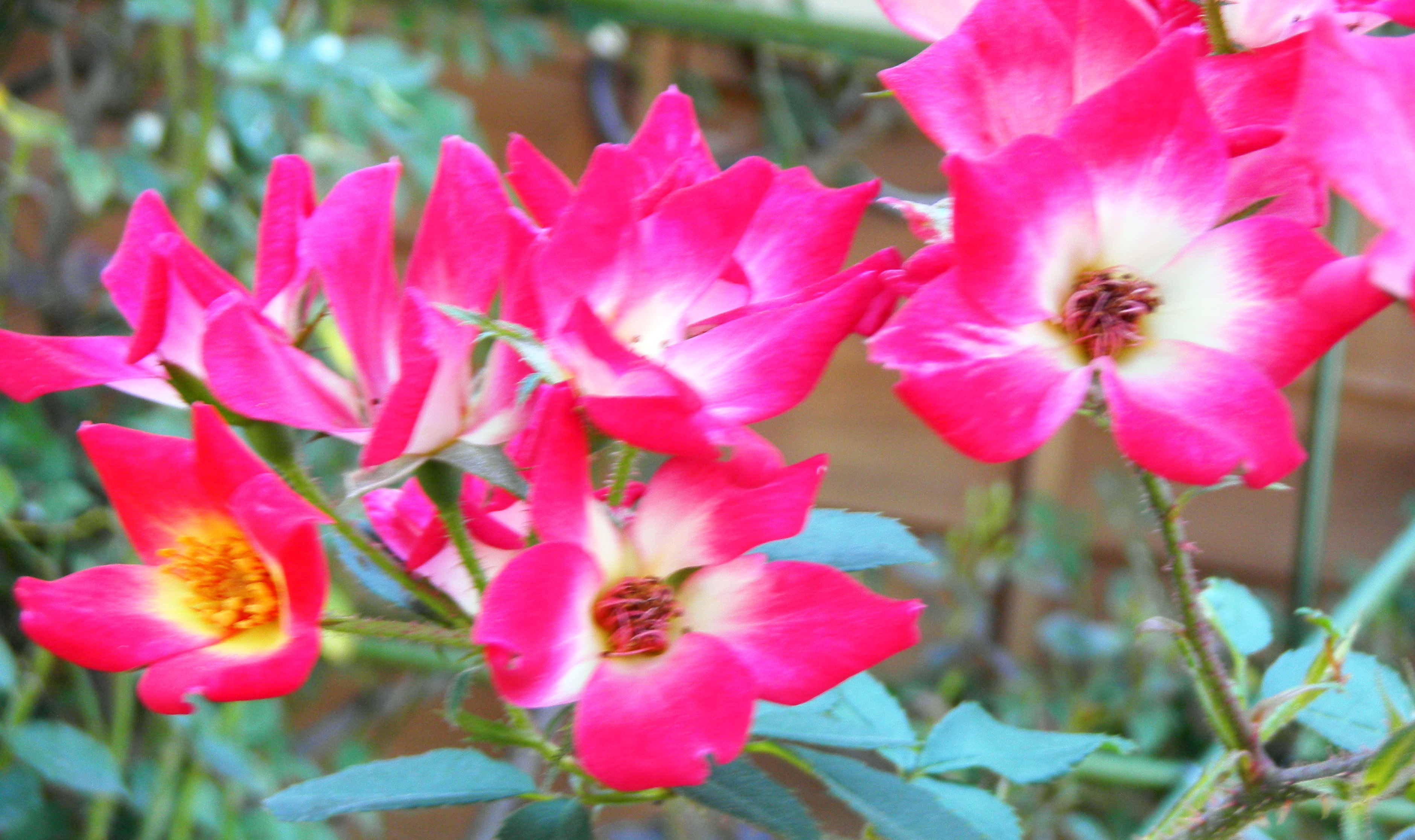 薔薇 (2).JPG