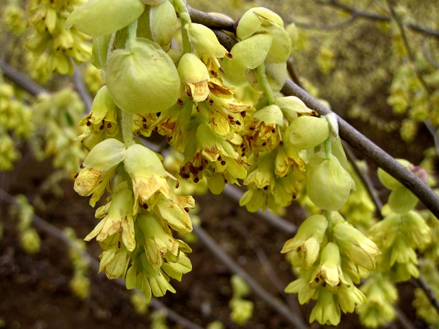 002トサミズキ2010.4.3-2.JPG