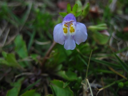 トキワハゼの花 一年中増えていき いつも淡い紫色の花が見られることから 花言葉は いつもと変わらぬ心 しろうと自然科学者の自然観察日記 楽天ブログ
