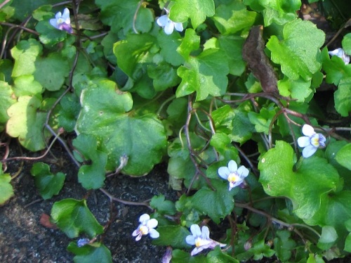 葉が蔓性の蔦の葉のようなウンランの仲間のツタバウンランの花 自然観察の振返り 22 オオバコ科の植物 第4回 しろうと自然科学者の自然観察日記 楽天ブログ