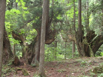 a 株杉１.jpg