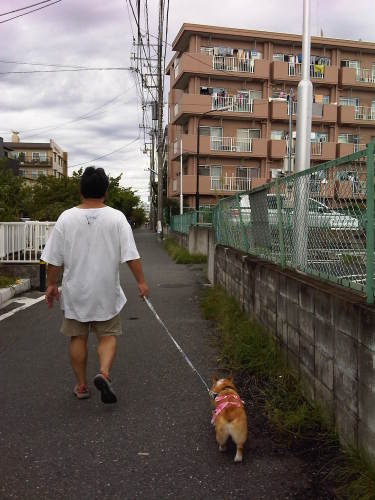 20110906-0906お散歩.jpg