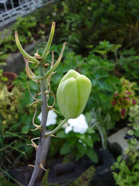 DSC09143.JPG