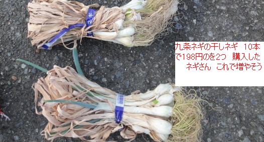 110ほしねぎ.JPG