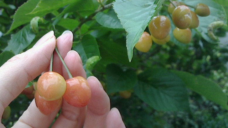 NEC_0005.JPG