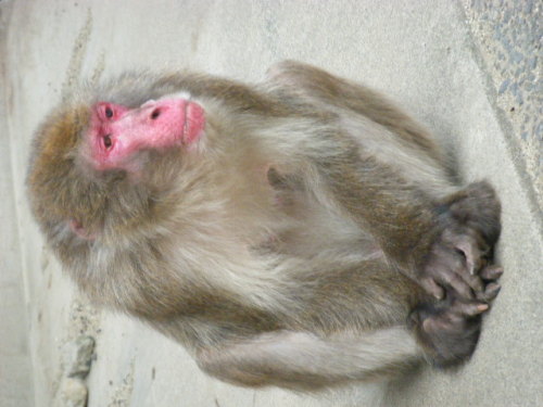 帰ってきたベンツ (9).JPG