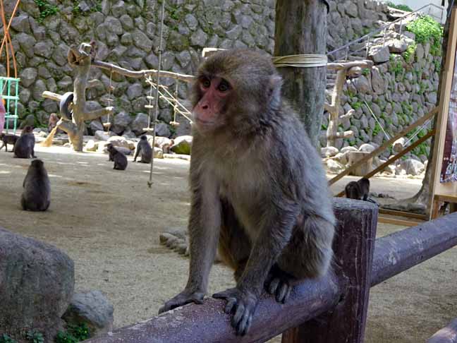 シャーロット (1).JPG