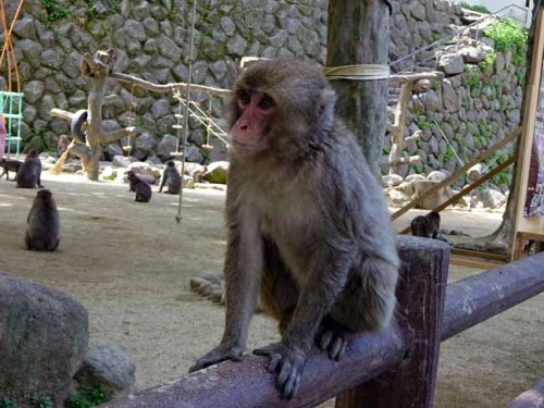 シャーロット (1).JPG