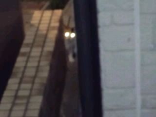 光るチビ猫の目