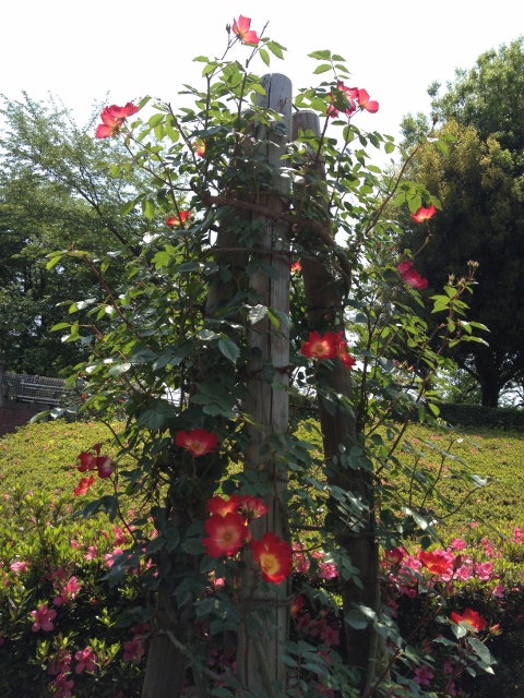 IMG_9062 (480x640).jpg