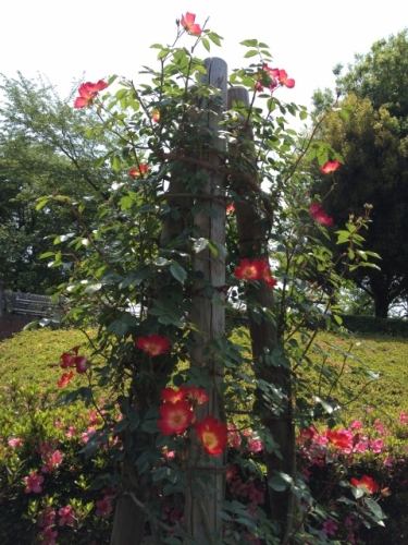 IMG_9062 (480x640).jpg