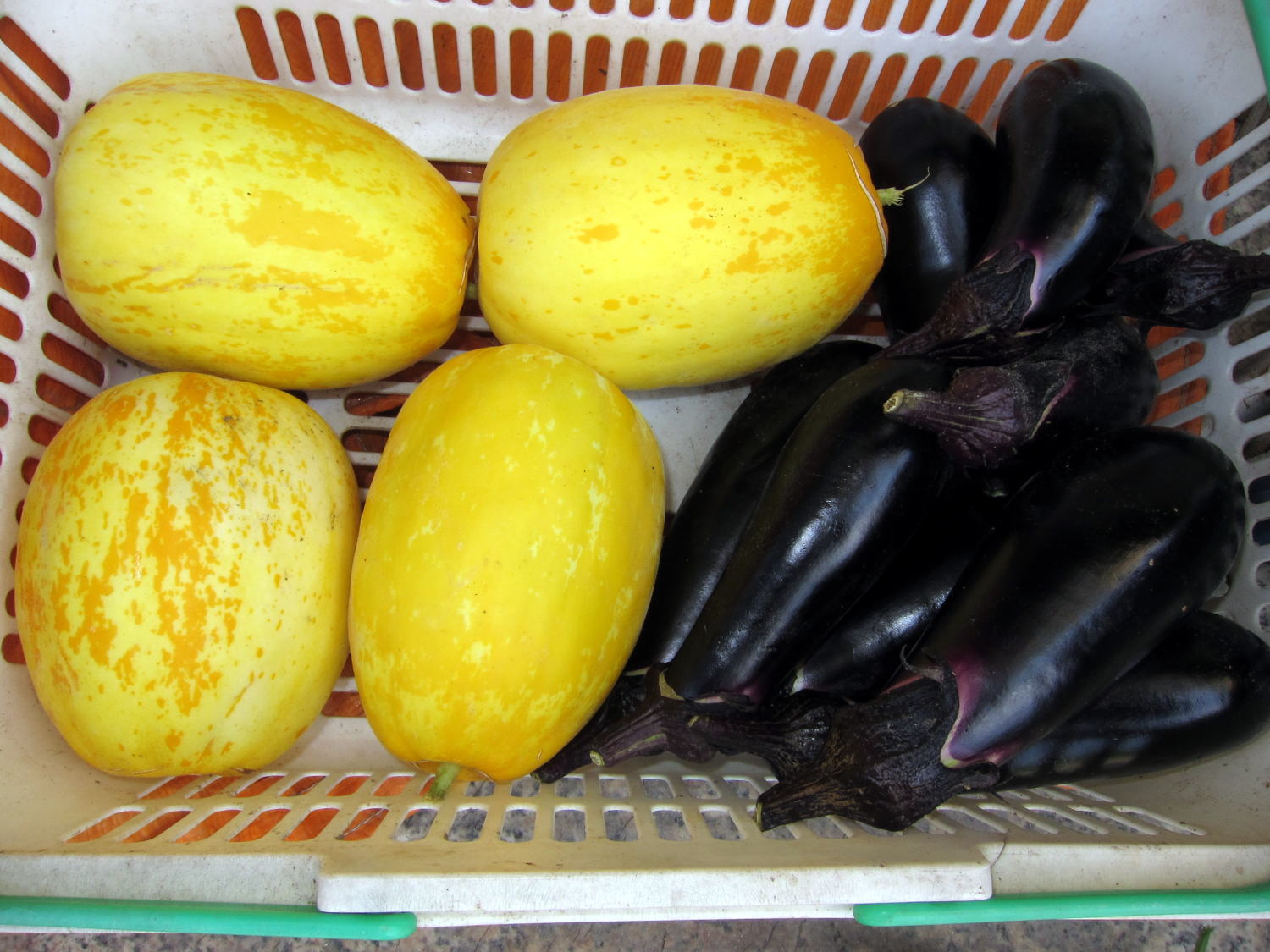 マクワと茄子.jpg