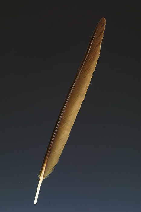 001264.jpg