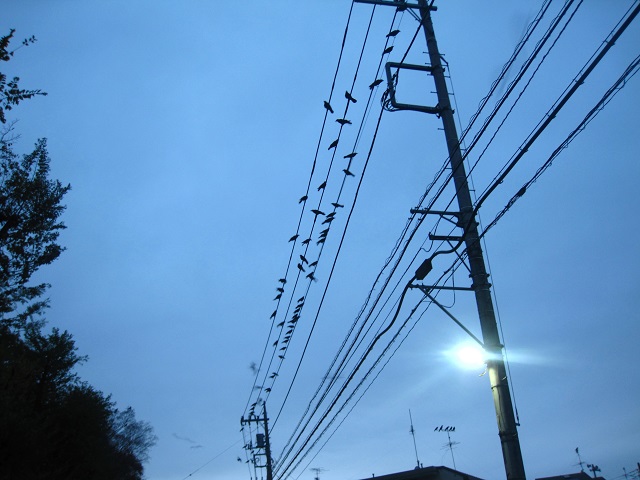 カラス4.JPG
