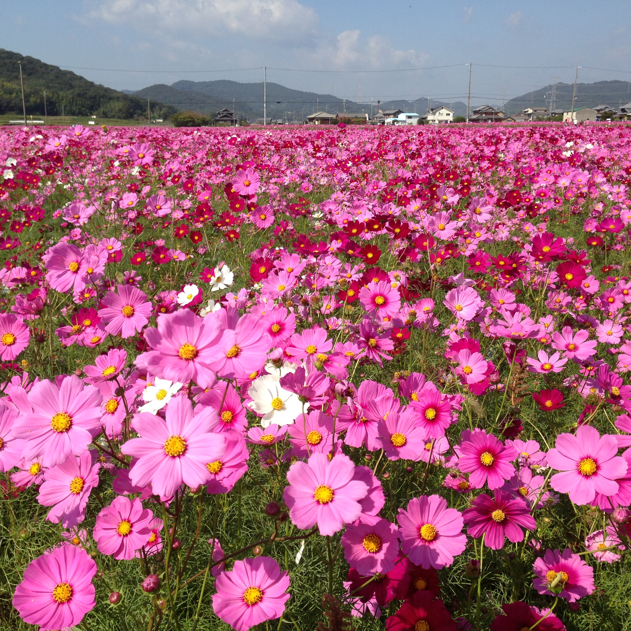 201310121417_7292_iphone.jpg