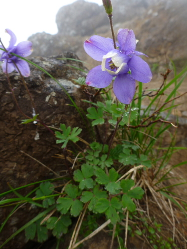 南八ヶ岳の花201307146.jpg