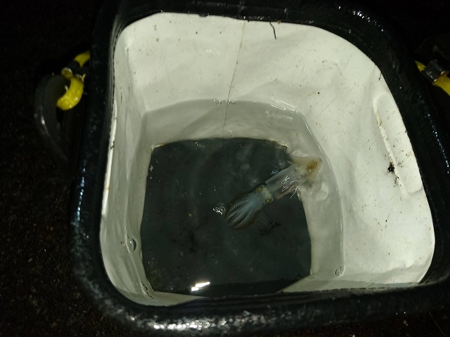 showPhoto (640×480)