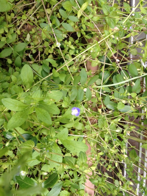 IMG_6942 (480x640).jpg