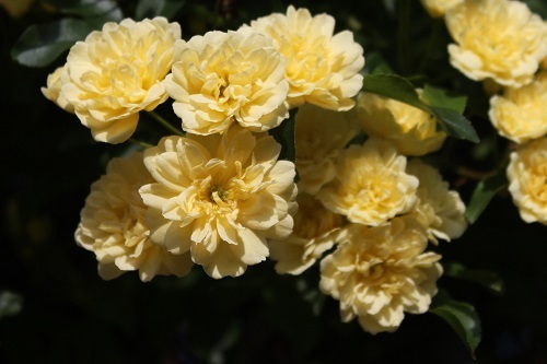 モッコウバラ (2).JPG