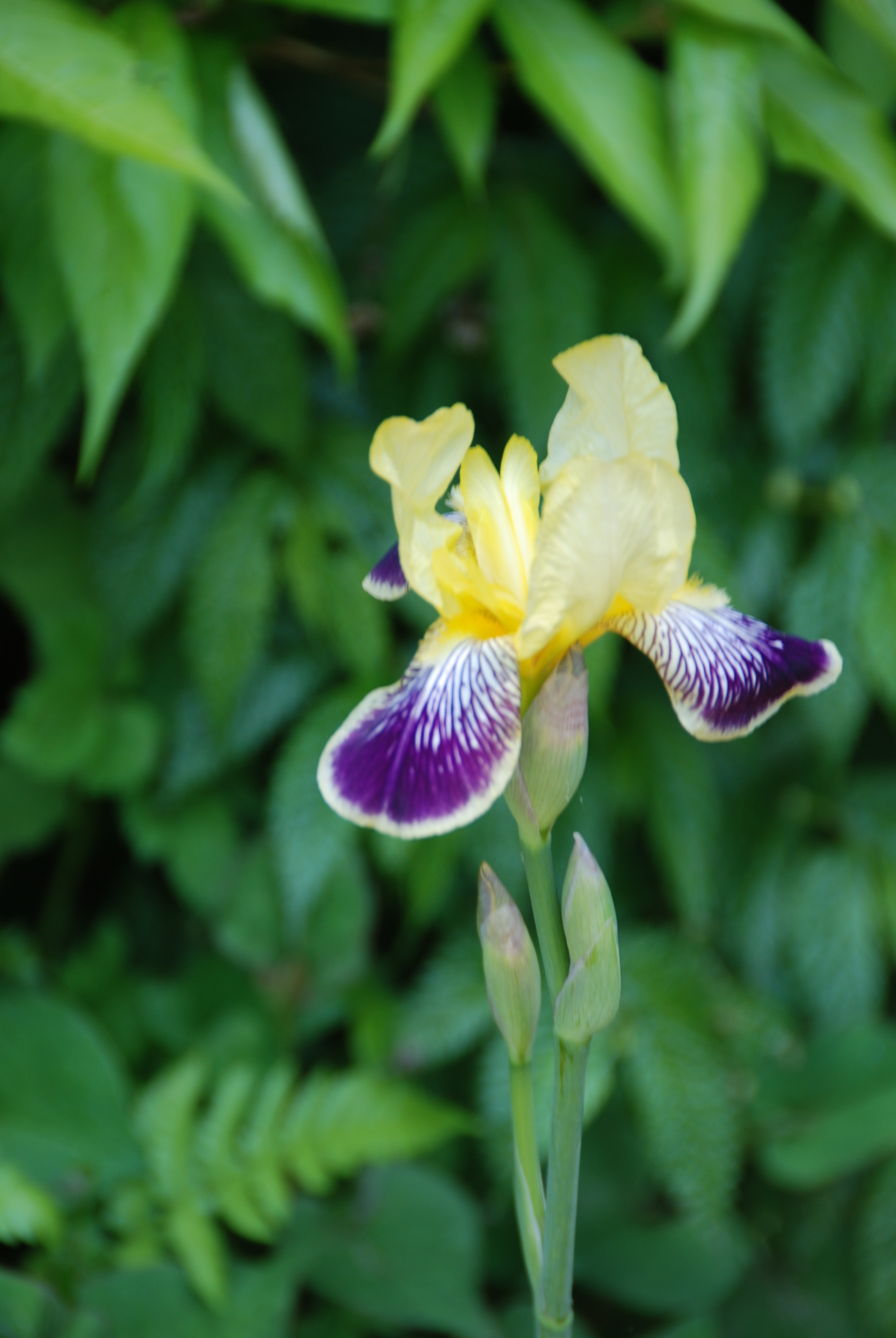 DSC_0207.JPG