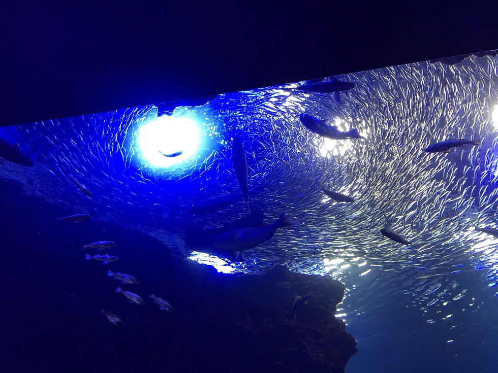 IMG_0691.JPG