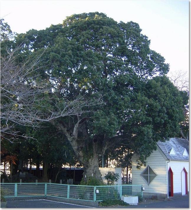 68駅裏の御神木