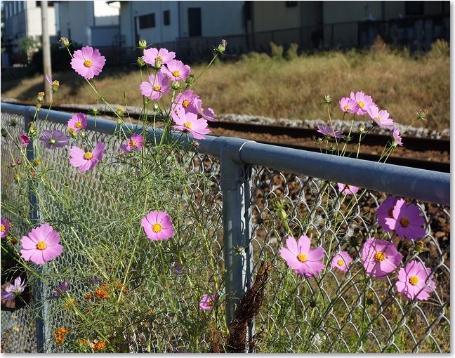 07線路沿いのコスモス