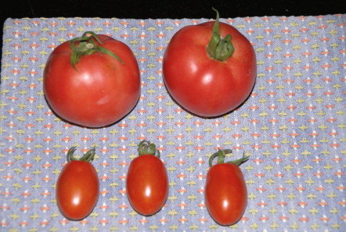 中型トマト