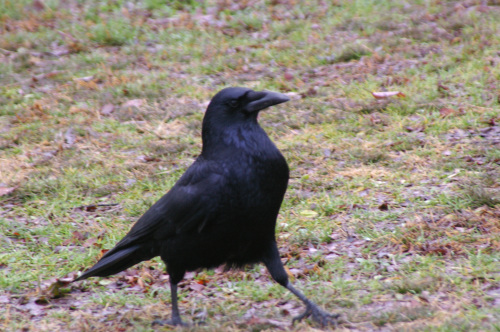 ハシボソガラス