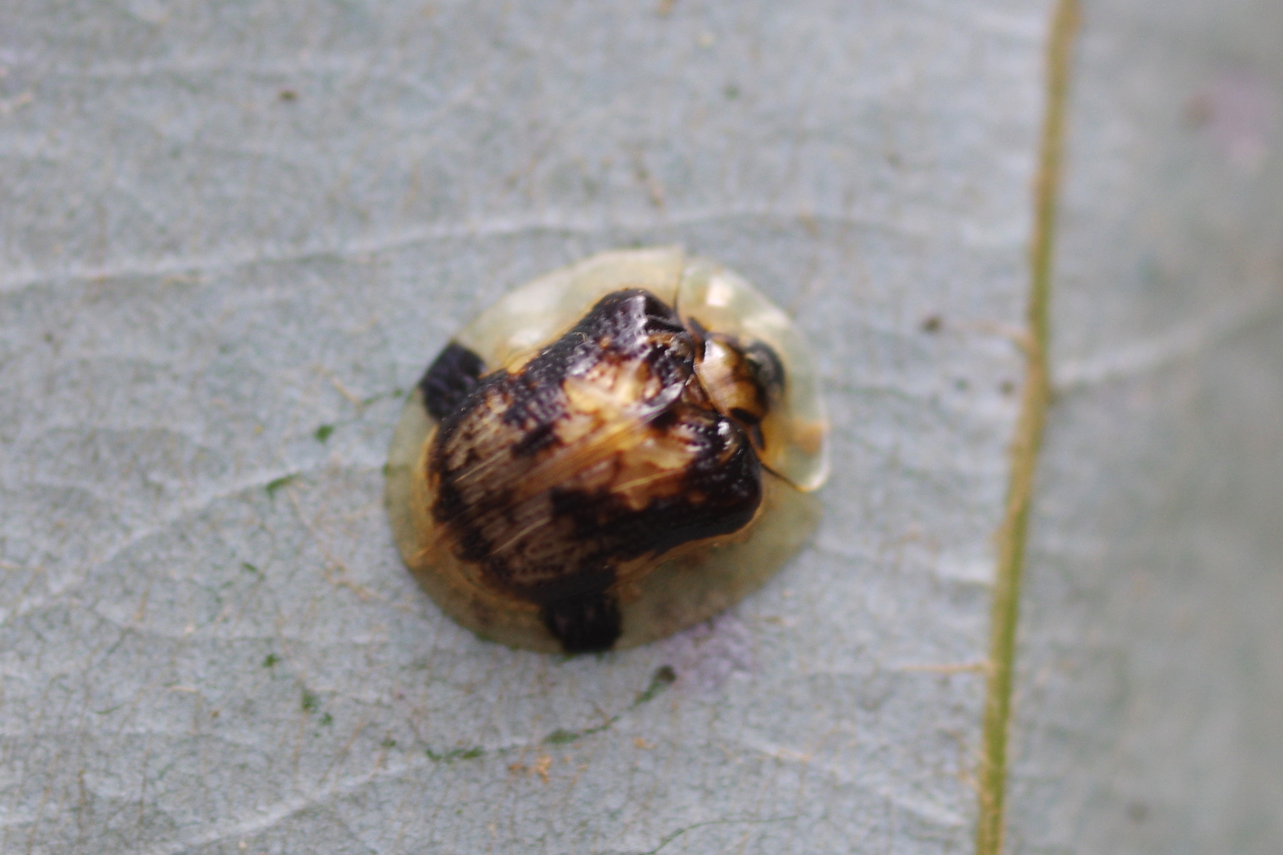 イチモンジカメノコハムシ