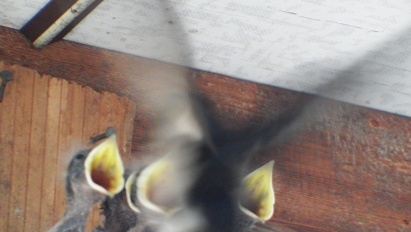 DSCF9097.JPG