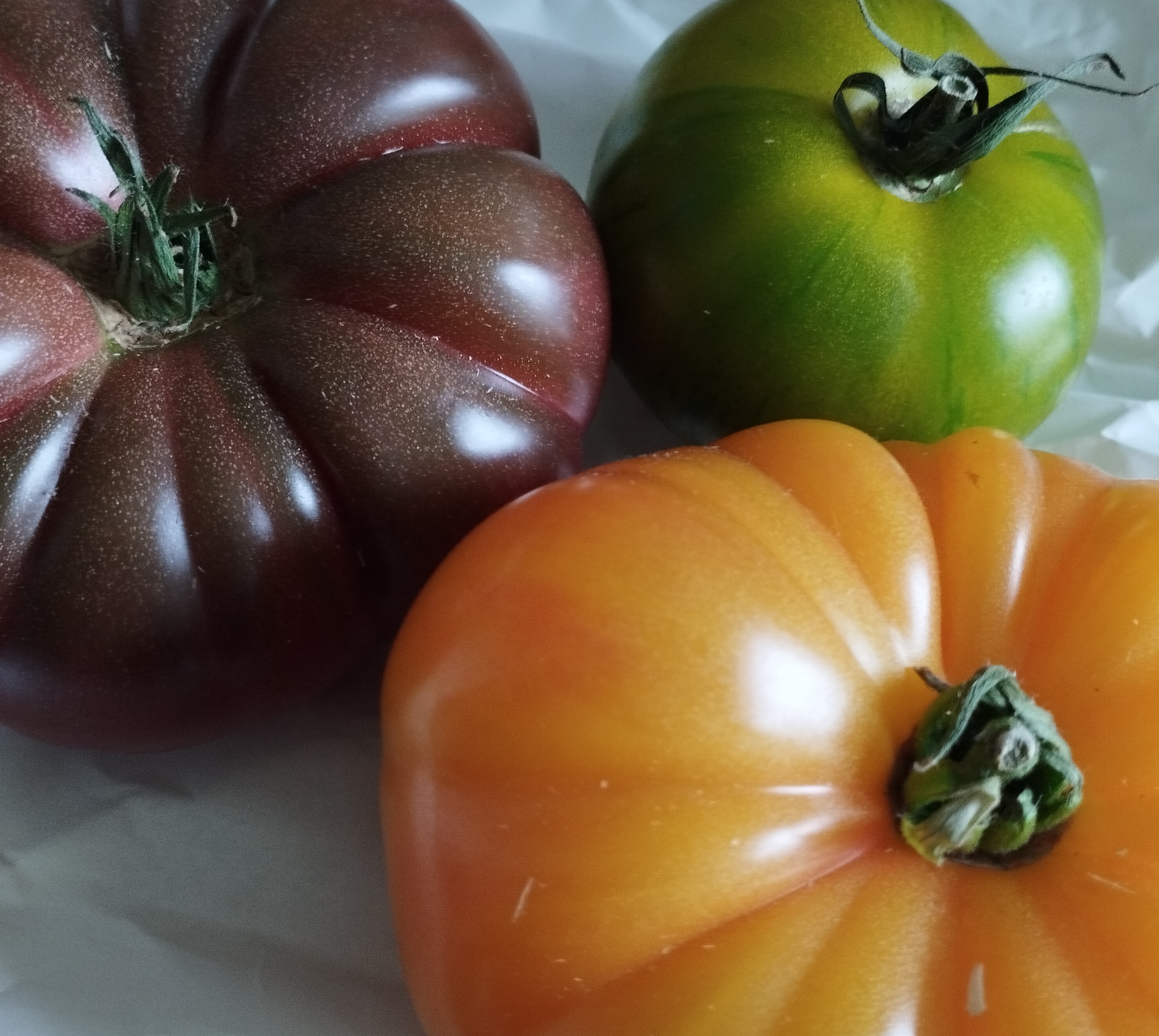 tomates 3.jpg