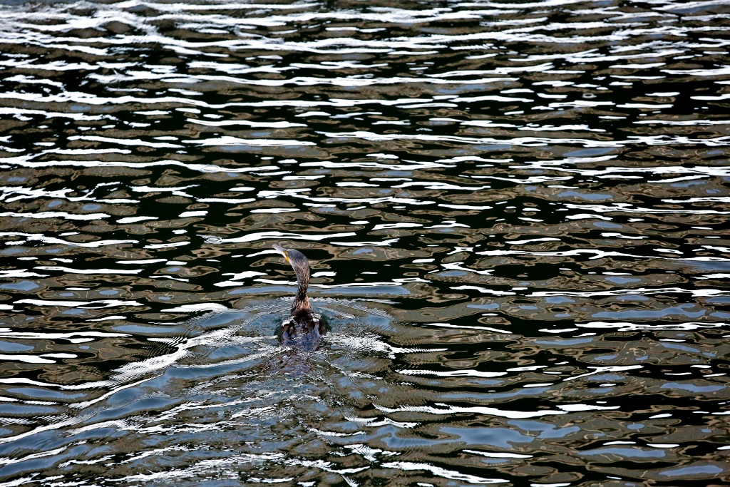 B97A5882 (1024x683).jpg