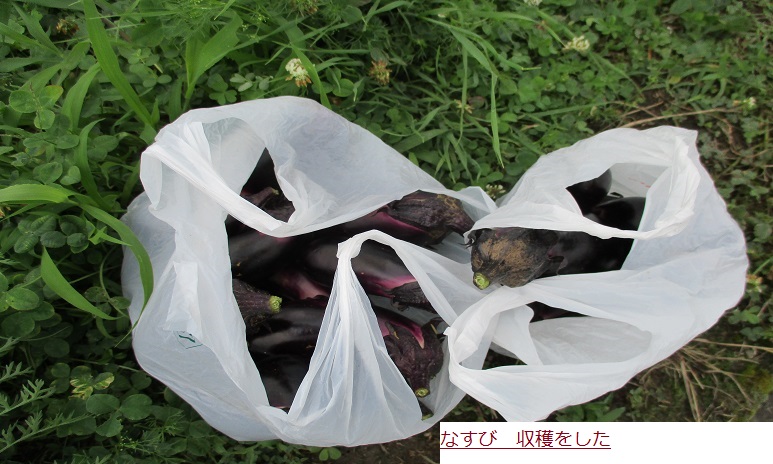 なすひ (2).JPG