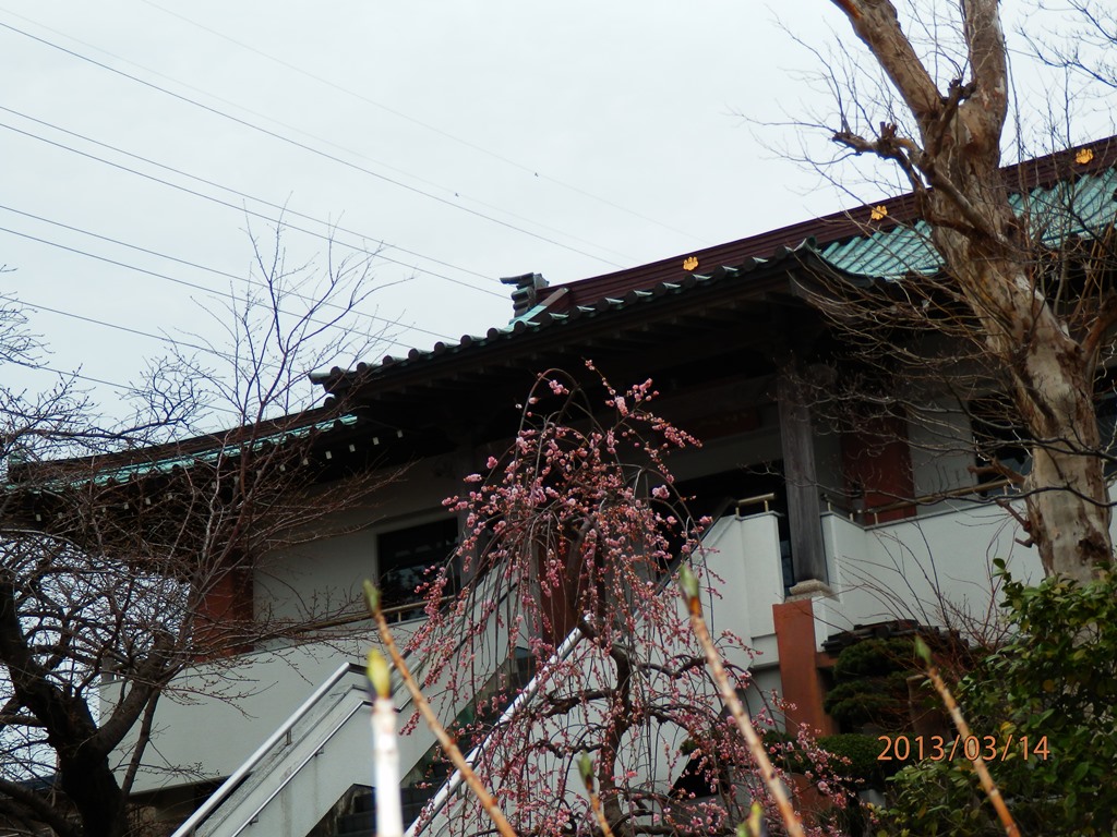 P3140214a横浜 薬王寺.JPG