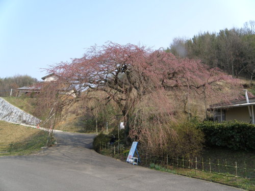 20140323_17ayagawasidare.jpg