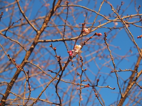 1.30榴岡の桜3.jpg